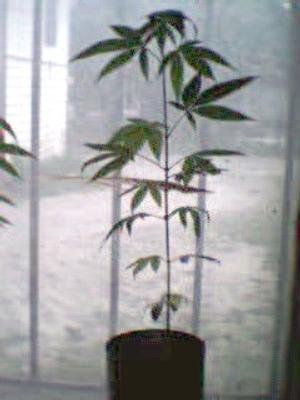 Photograph of Weedguy's plant