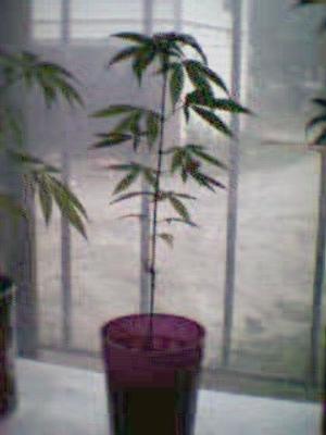 Photograph of Weedguy's plant